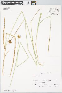 Carex harfordii image