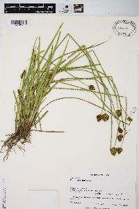 Carex harfordii image