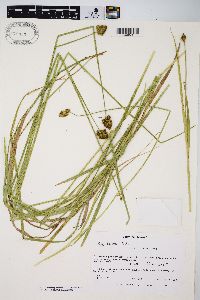 Carex harfordii image