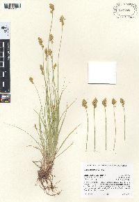 Carex subfusca image