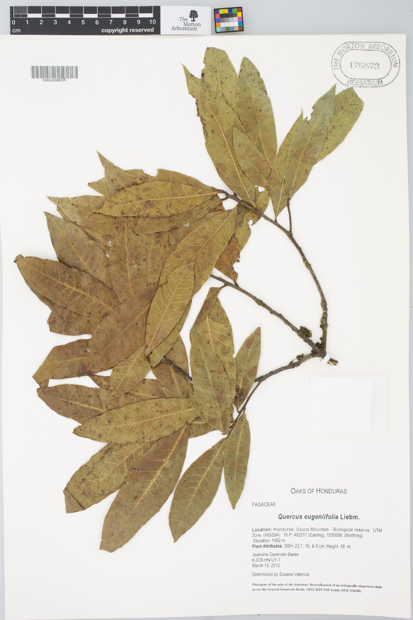 Quercus seemannii image