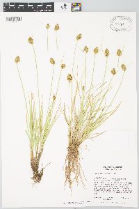 Carex athrostachya image