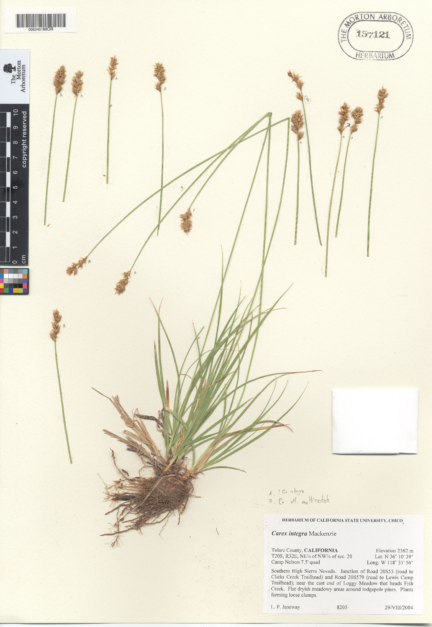 Carex integra image