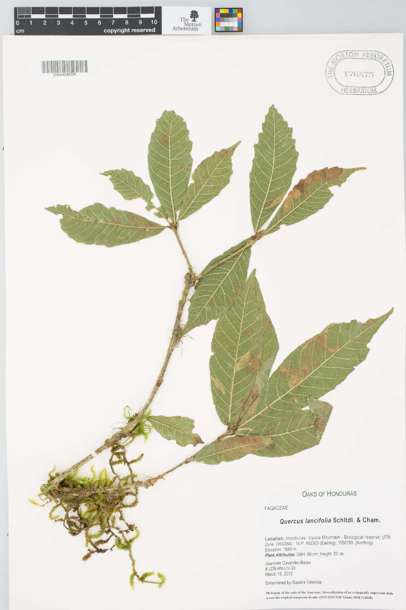 Quercus lancifolia image