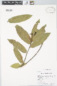 Quercus seemannii image