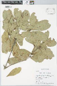 Quercus sapotifolia image