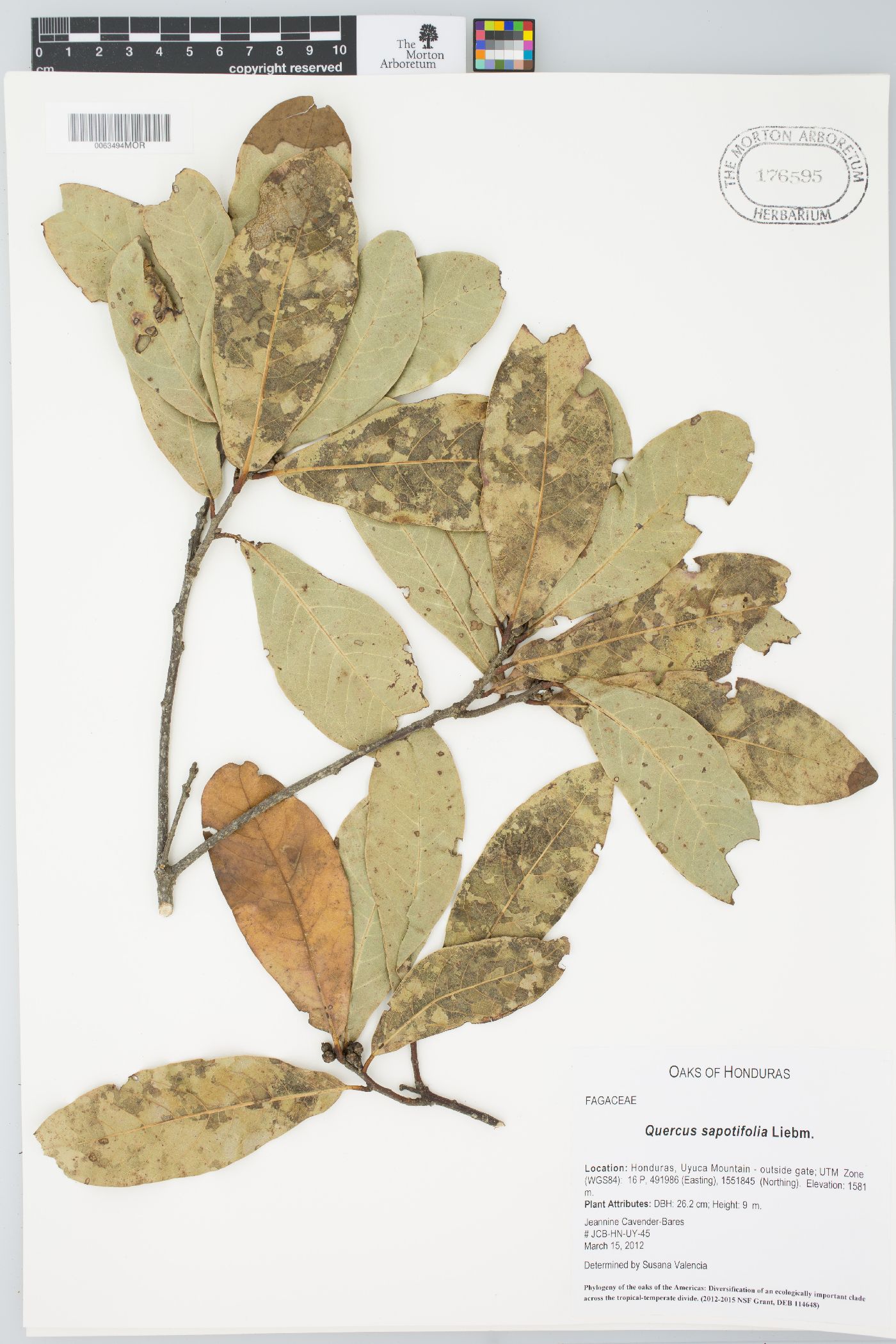 Quercus sapotifolia image