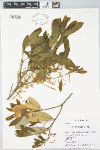 Quercus sapotifolia image