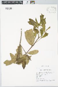 Quercus sapotifolia image