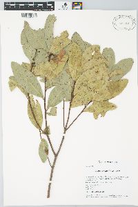 Quercus sapotifolia image