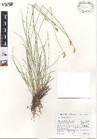 Carex multicostata image