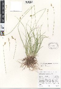 Carex mariposana image