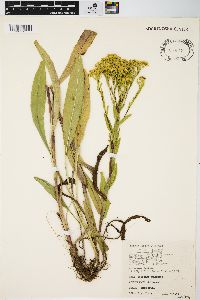 Solidago ohioensis image