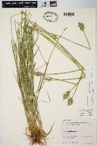 Carex longii image