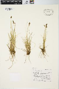 Carex leporinella image