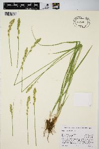 Carex fracta image