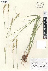 Carex fracta image