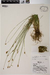 Carex subfusca image