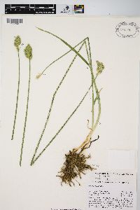 Carex fracta image