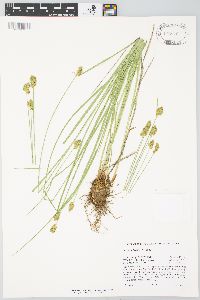 Carex subfusca image