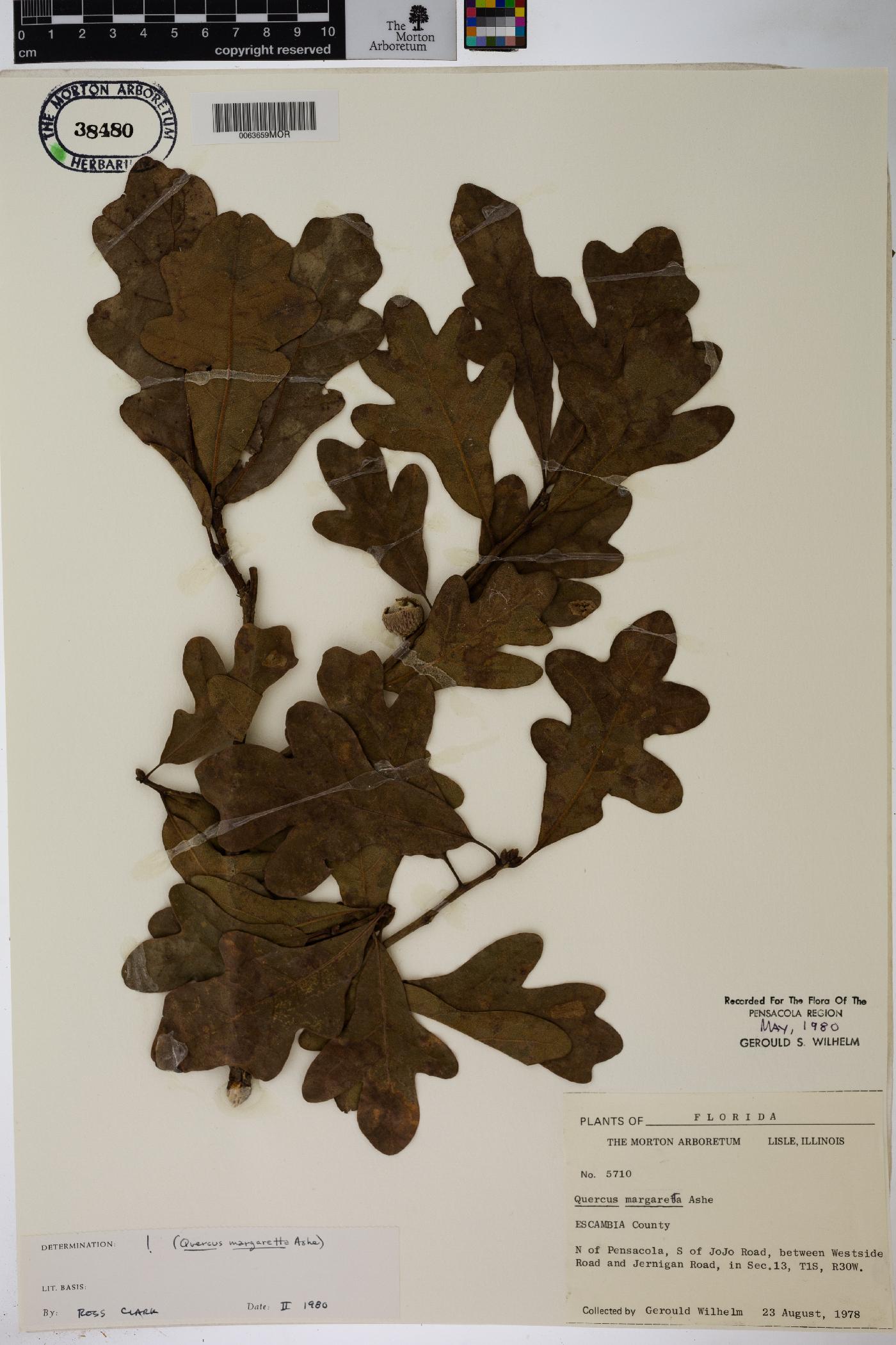 Quercus margarettae image