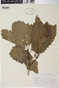 Quercus montana image