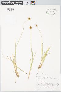 Carex macloviana image