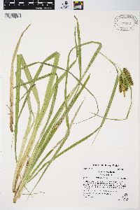 Carex comosa image