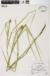 Carex squarrosa image