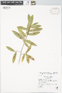 Quercus trojana image