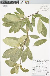 Quercus variabilis image