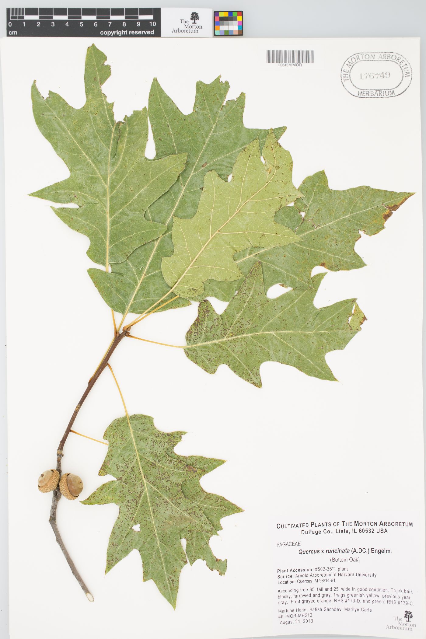Quercus × runcinata image