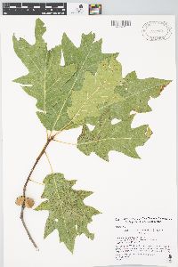 Quercus × runcinata image