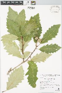 Quercus × saulii image