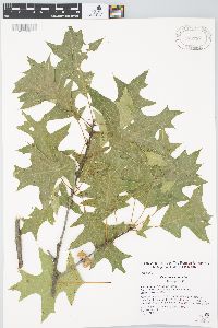 Quercus × exacta image