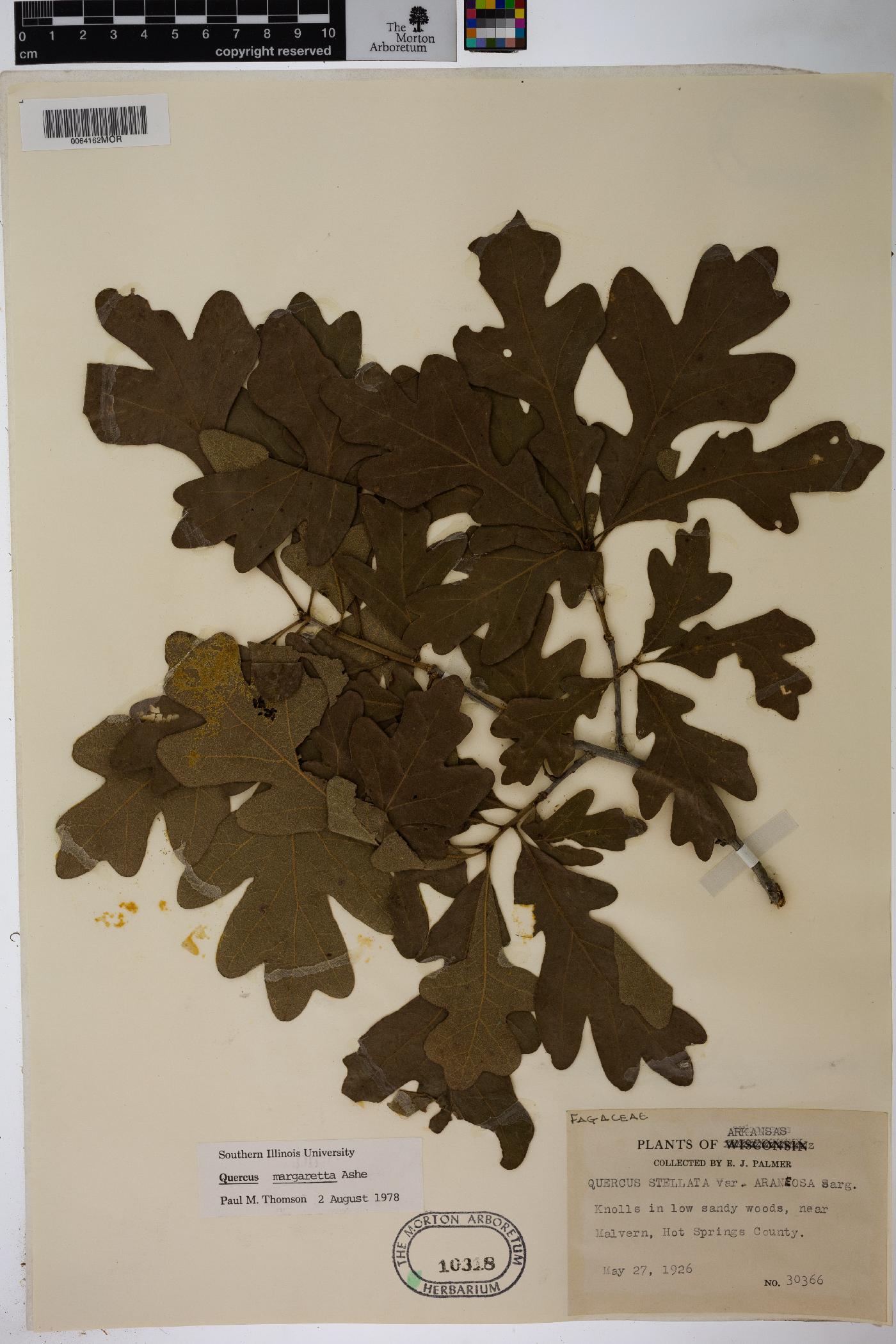 Quercus margarettae image