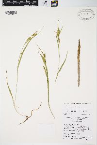 Carex granularis var. haleana image