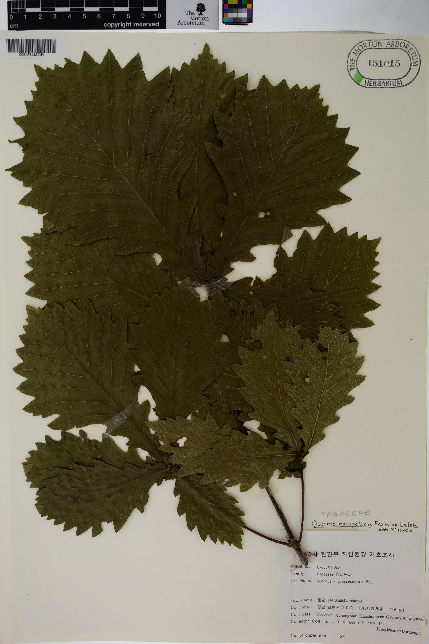 Quercus mongolica image