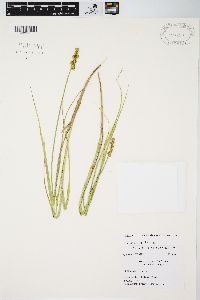 Carex normalis image