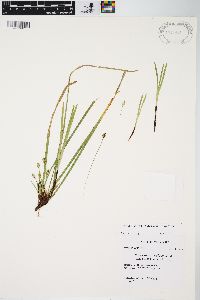 Carex pedunculata image