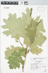 Quercus × deamii image