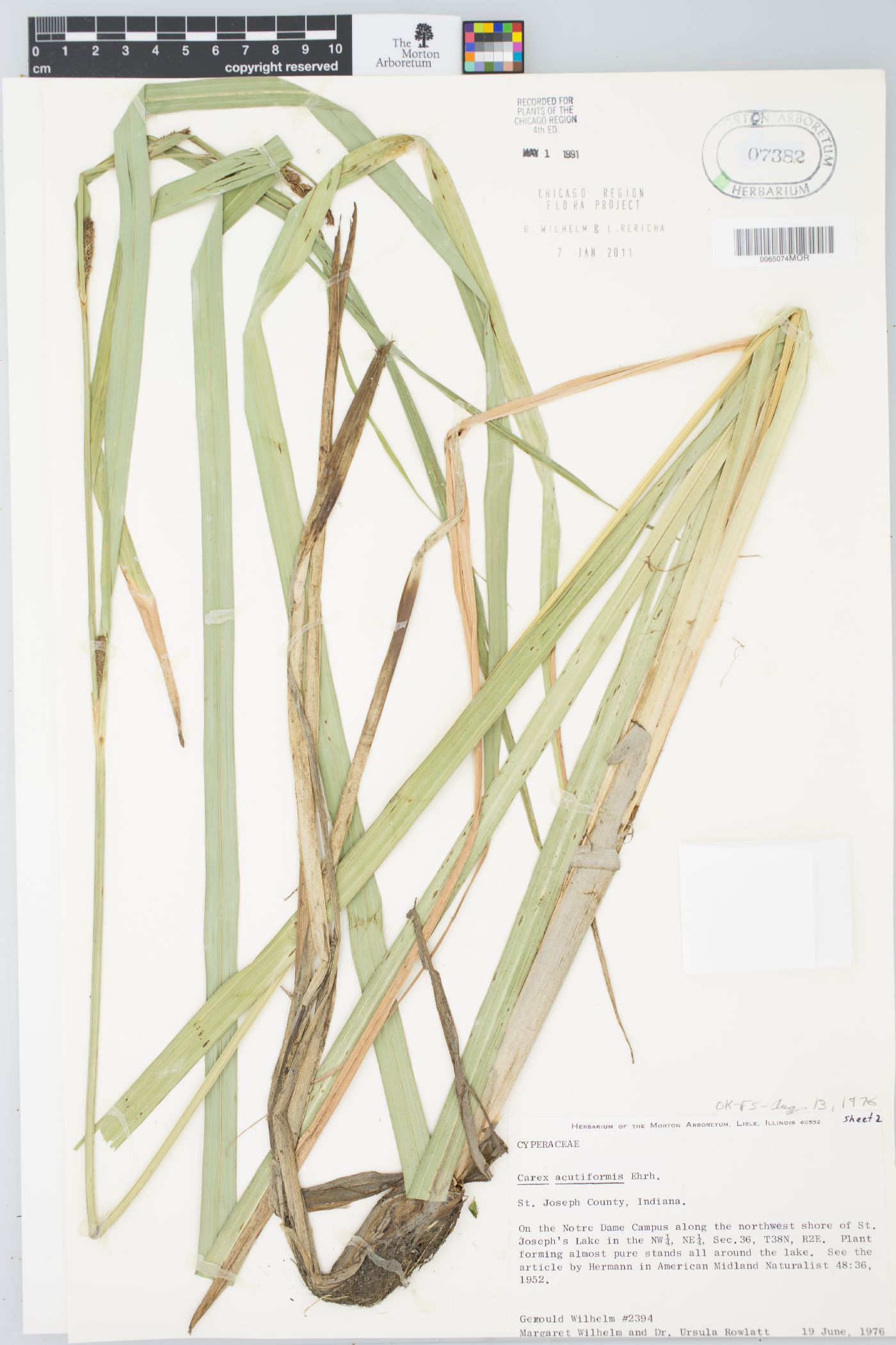 Carex acutiformis image