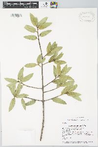 Quercus peninsularis image