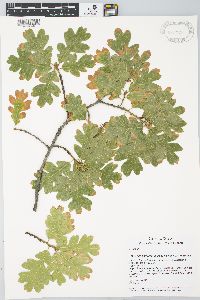 Quercus garryana var. garryana image