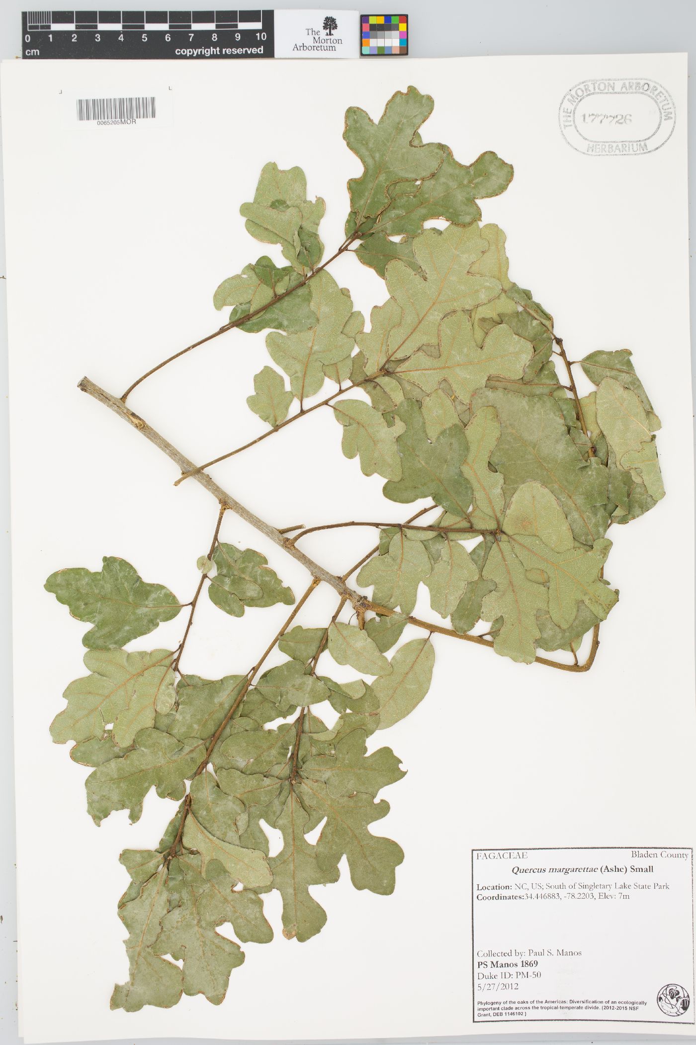 Quercus margaretiae image