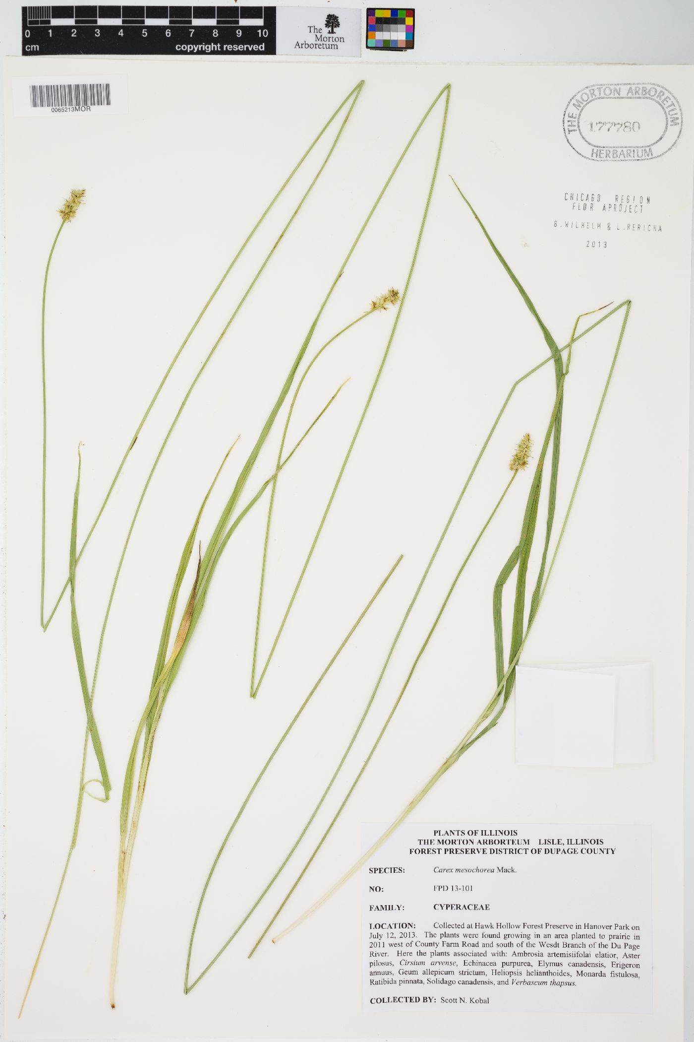 Carex mesochorea image