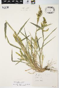 Echinochloa muricata var. microstachya image