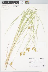 Carex waponahkikensis image