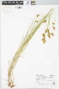 Carex waponahkikensis image