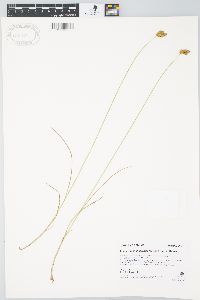 Carex waponahkikensis image